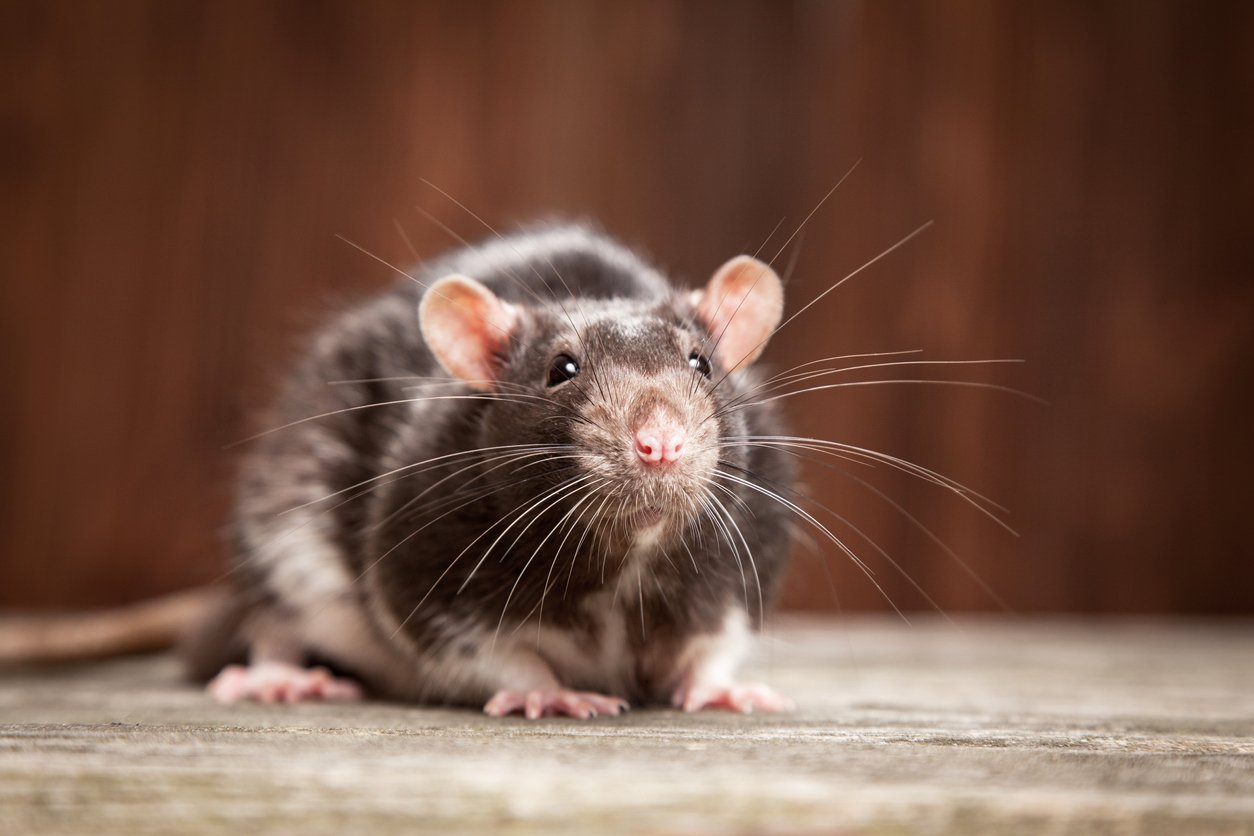 You are currently viewing Rats Bop Along to the Beat of Music Just Like Humans Do, Study Says