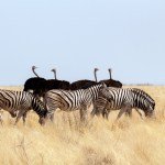 How Animals Can Develop Kindness and Empathy in Children