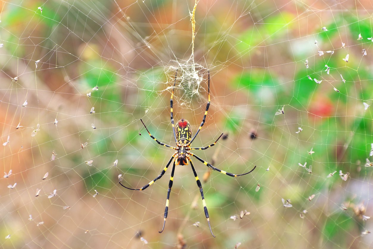 You are currently viewing “A Scientific First”: Bird Recorded Sitting, Feeding on a Large Spider’s Strong Web