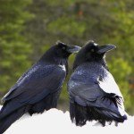 How Animals Can Develop Kindness and Empathy in Children