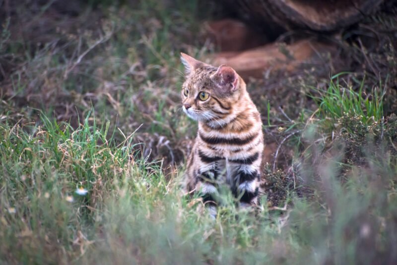 Read more about the article The World’s Deadliest Wild Cat Is the Size of a Kitten and Equally Adorable