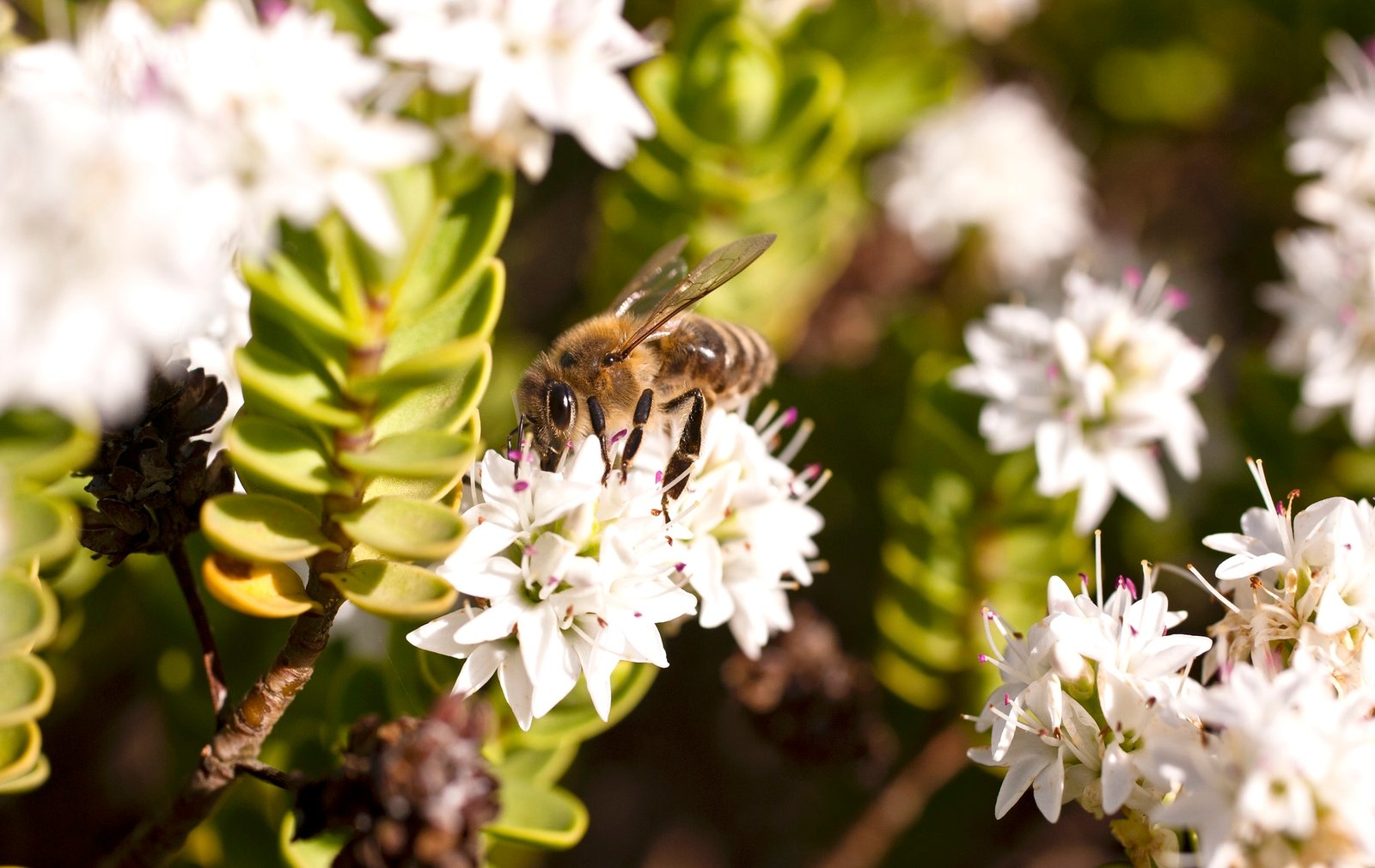 You are currently viewing Manuka Honey Inhibits Breast Cancer in Humans Cells — And Could Extend to Other Cancers, Study Says