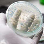 New Study Creates First-Ever “Atlas” Describing Link Between Fungi and 35 Types of Cancer