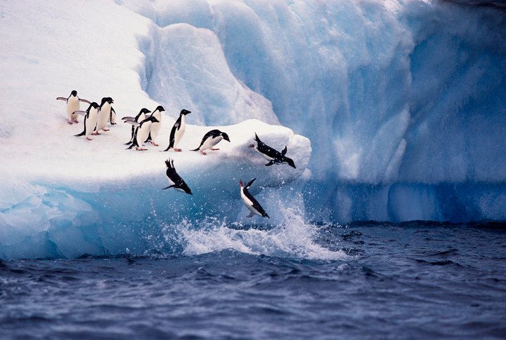 Read more about the article New Study Uncovers How Penguins Became Oceanic Birds ￼