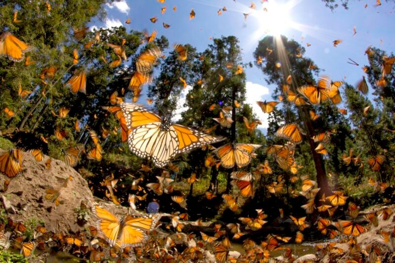 Read more about the article The Migratory Monarch Butterfly Population Is Soaring in This Tiny Mexican Town