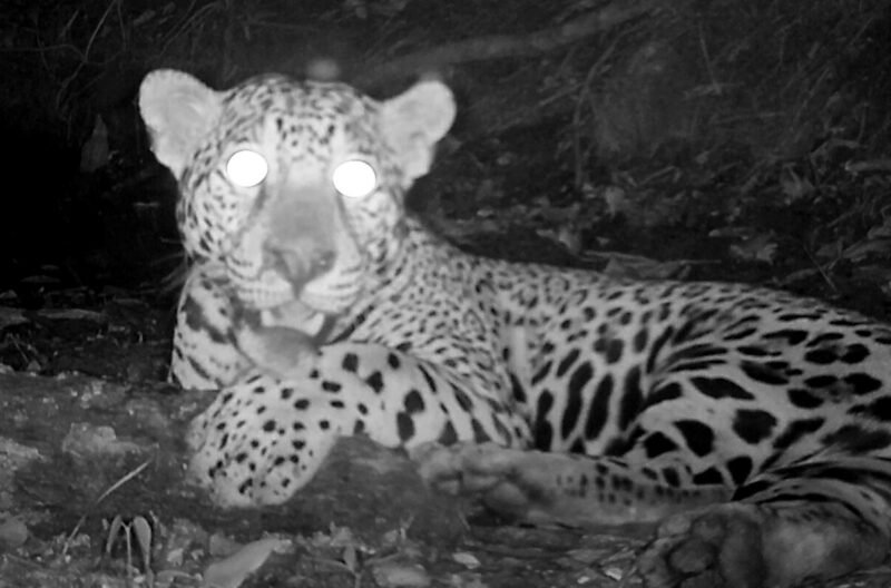 Read more about the article Smile! Jaguars, Ocelots, and More Caught on Camera in Maya Rainforest, Highlighting a Win for Conservation and Coexistence
