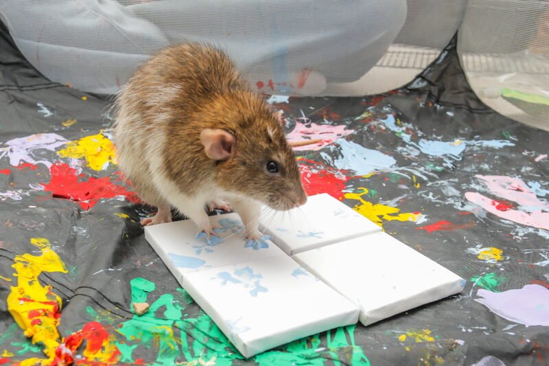 Read more about the article Pet Rats “Have So Much Fun” Using Paws to Create Mini Masterpieces That Have Sold for Over $2,600 Total