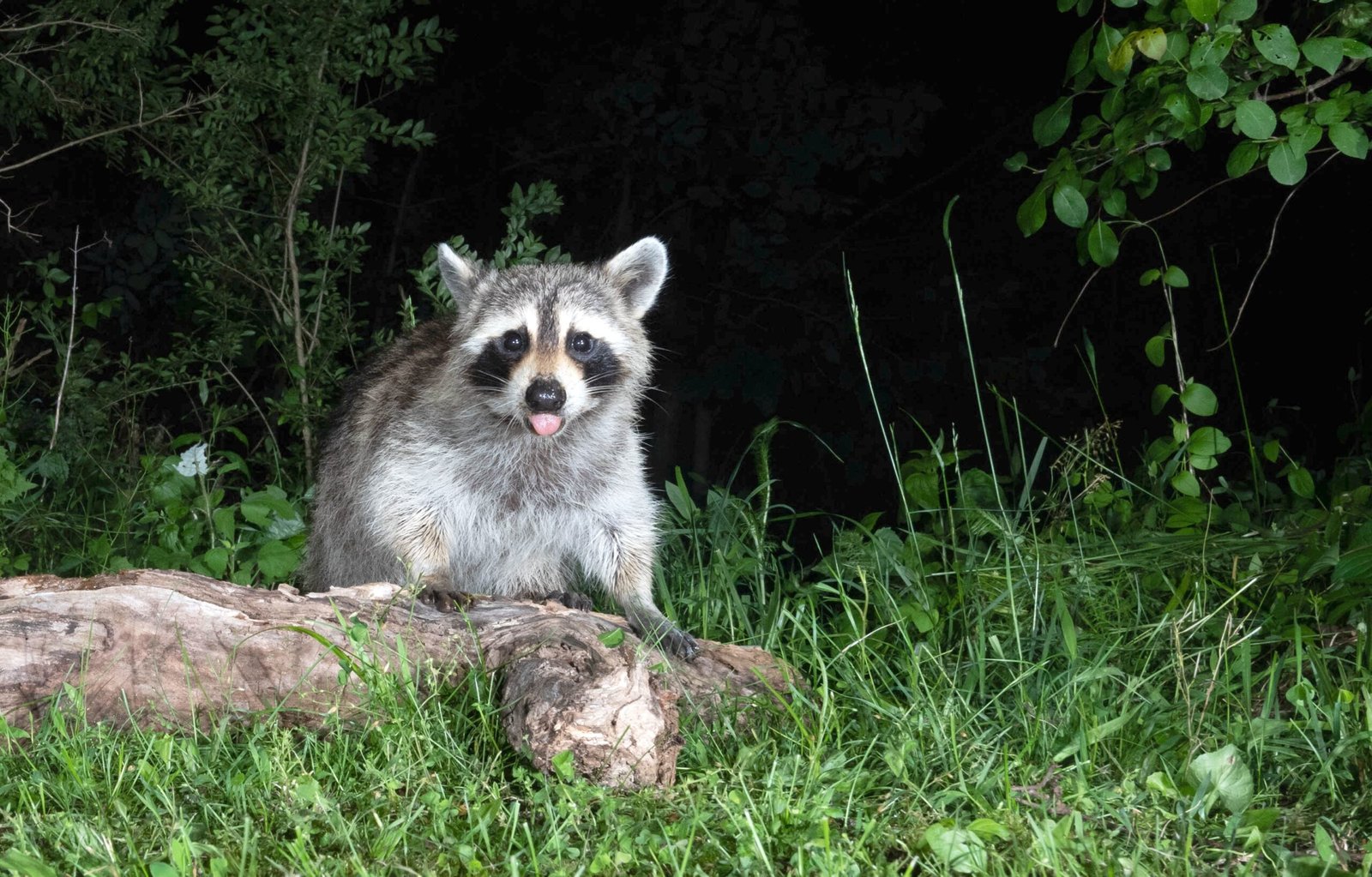 You are currently viewing “There Is Wildlife All Around Us”: The Wonders of an At-Home Trail Cam — And How to Set One Up Yourself