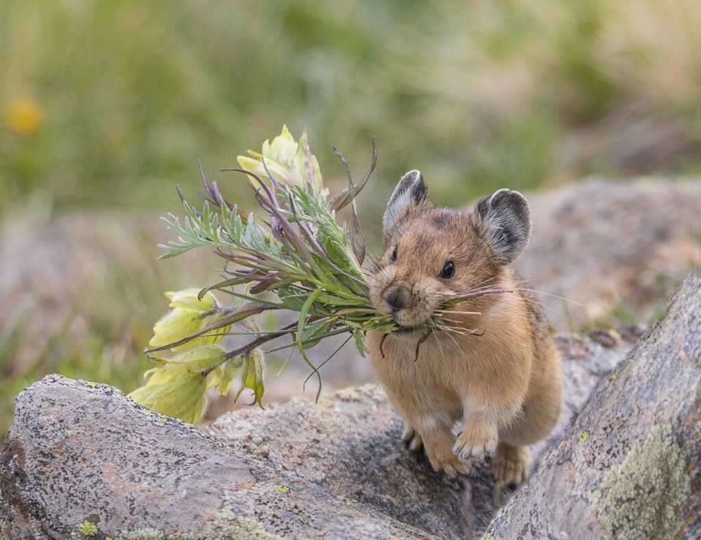You are currently viewing Meet the American Pika: This Pint-Sized Mountain Mammal Gathers Wildflowers and Has a Distinctive “Bark”
