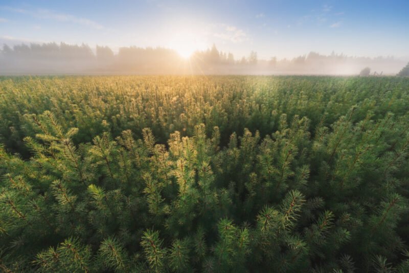 Read more about the article Sowing Seeds of Hope: Environmental Tech Startup Uses Drones to Replant Forests Affected by Wildfires