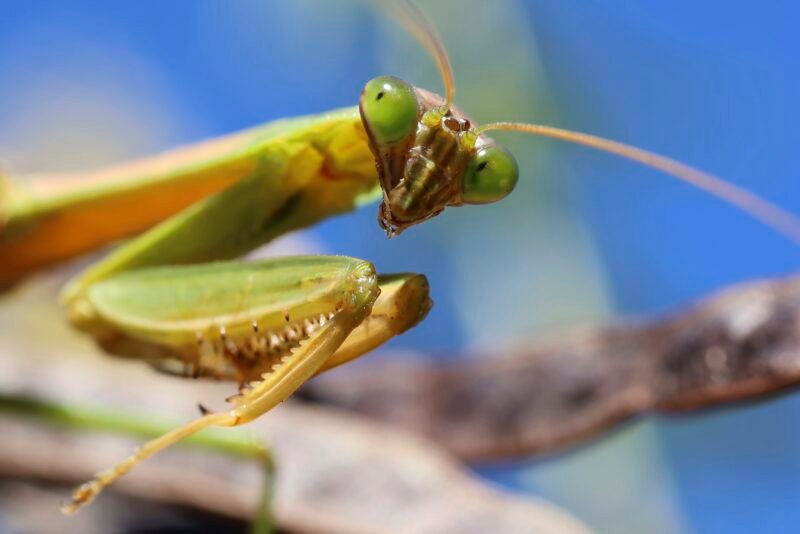 Read more about the article See Winning Shots From the Univ of Wisconsin’s Cool Science Image Contest