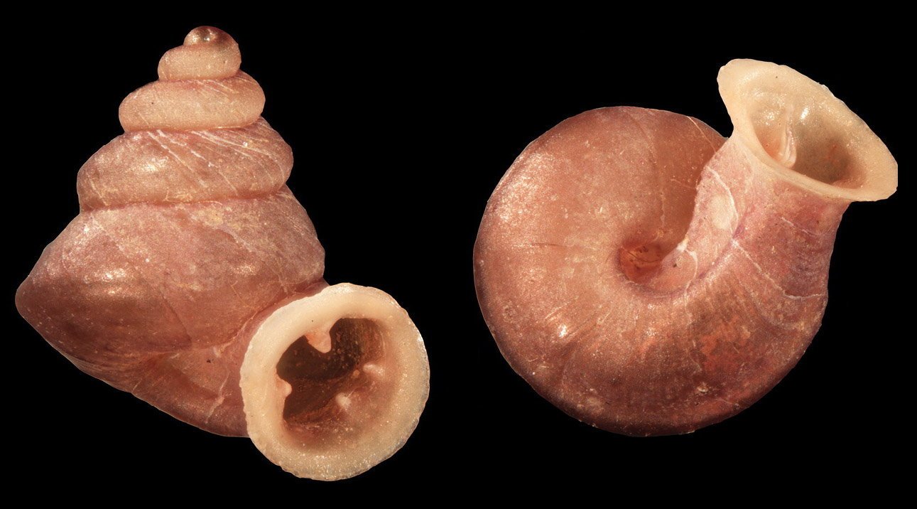 You are currently viewing Tiny New Species of Snail With Unusual Shell Named After Picasso