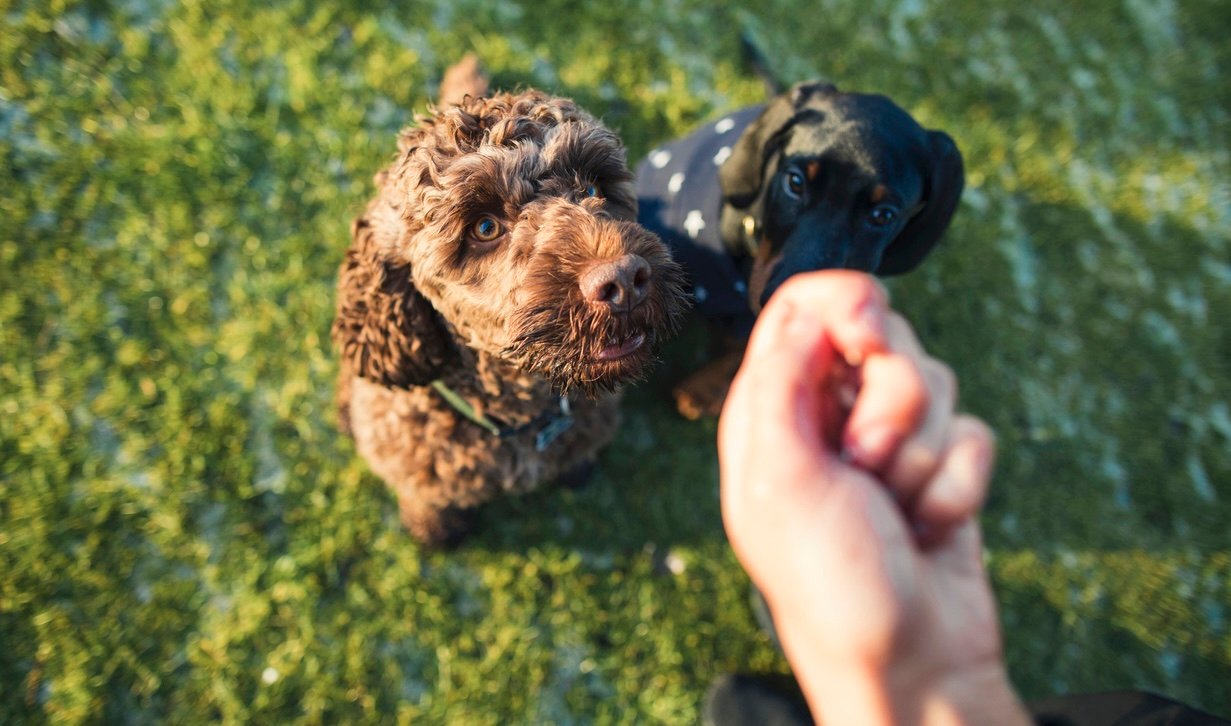 You are currently viewing Research Confirms What Dog Owners Already Knew: Pups Have Always Been in It for the Treats
