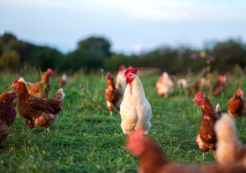 Read more about the article Like Humans, Chickens Are Emotional — And New Study Pinpoints How They Cultivate “Optimism”