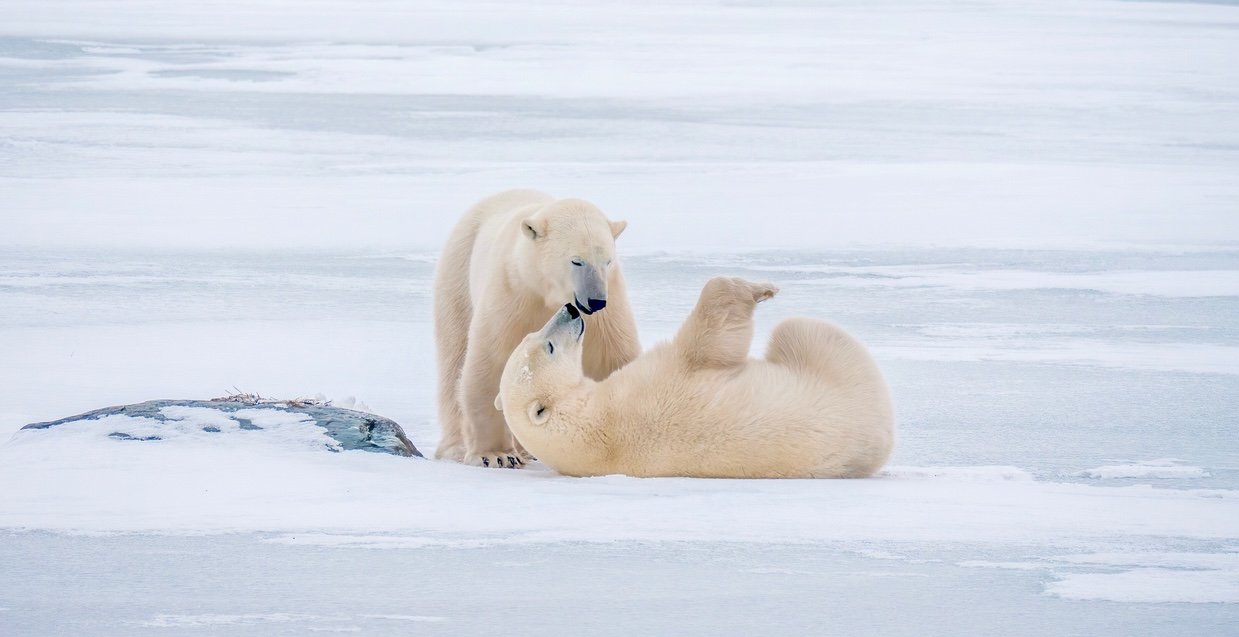 You are currently viewing These 7 Animals Live Their Best Lives During Winter’s Coldest Temps